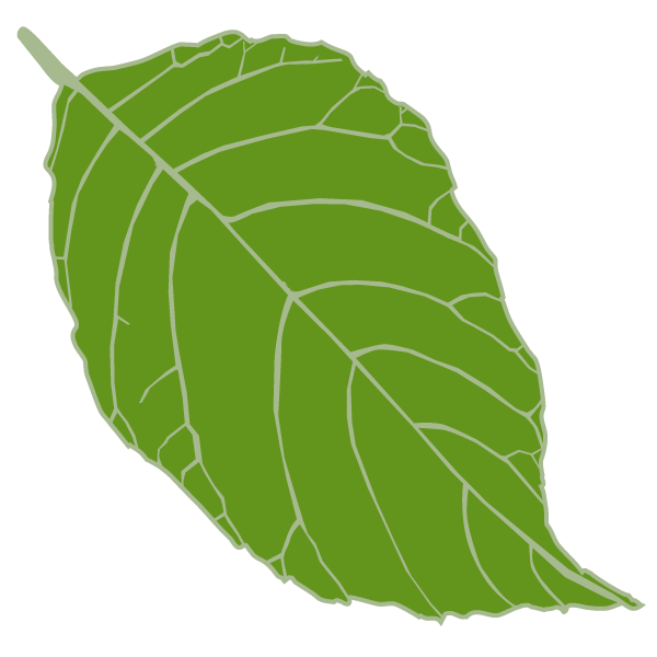 A Quiet Stand of Alders