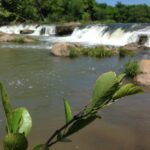 Seaside alders grow along moving water such as the Blue River in south central Oklahoma.