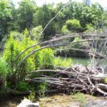When the trunks are damaged, as in this case by a flood, new trunks sprout vigorously and replace them.