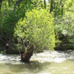 Alder clumps gather debris around their roots, forming islands in the middle of the river.