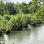 Alder clumps can be connected together, forming islands that consist of fused individuals.