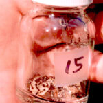 Fire ants attack a peanut in a glass vial that was left on the ground in my yard.