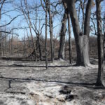 The fire left almost nothing except dead trunks and ashes.