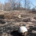 The fire was intense enough that it even burned the turtles before they had a chance to escape.