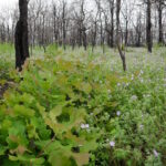 By spring 2012, post oaks were re-sprouting amidst the Phacelia wildflowers.