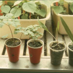 I raised twelve herbaceous perennial species in a growth chamber, under controlled conditions of light and humidity. Two of these species are Osmorhiza longistylis (left two) and Silphium terebinthinaceum (right two) in the foreground.