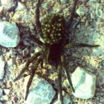 A wolf spider mother in the Badlands of South Dakota carries her offspring on her abdomen when they are young and need protection.
