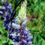 Beetles mating on a lupine at Cement Ridge in the Black Hills, Wyoming.