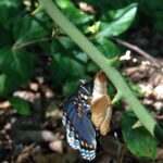 A butterfly emerges from its cocoon in a forest in northeastern Oklahoma.