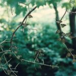Monarch butterflies stop along the Redwood River in Marshall, southwestern Minnesota, during their migration.