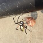 An Argiope spider tends its egg case under a bridge in eastern Oklahoma.