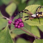 A spider on a beautyberry bush (Callicarpa americana) in a forest in eastern Oklahoma.