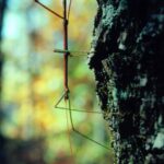 A stick insect on a hickory trunk in Beavers Bend State Park in southeastern Oklahoma.