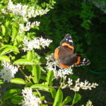 A red admiral butterfly pollinating privet (Ligustrum vulgare) in a yard in Oklahoma.