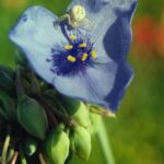 A crab spider waits in a Tradescantia ohiensis flower in Oklahoma for its prey, an insect pollinator.