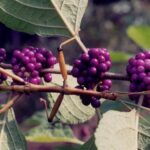 A stick insect on a beautyberry (Callicarpa americana) branch in eastern Oklahoma.