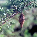 A bagworm pupa hangs from a cedar (Juniperus virginiana) branch in northeastern Oklahoma.