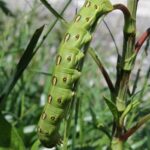 A hornworm (sphinx moth caterpillar) on a Polygonum on a roadside in southern Oklahoma.