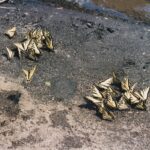 Tiger swallowtail butterflies puddling on sand near Rapid Creek in the Black Hills of South Dakota. The butterflies are all male, and they are gathering salt to offer to prospective mates. The salt probably came from the urine of a vertebrate.