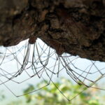 Harvestmen clustering (hiding?) on the underside of a horizontal trunk near Lake Texoma on the border of Oklahoma and Texas.
