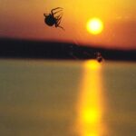 A spider in its web at sunset near Lake Texoma on the Oklahoma-Texas border.