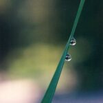 These water drops, on a grass leaf in the Badlands of South Dakota, are not dew. They came from water pushed up from the roots during the night. They refract an inverted view of the world.
