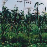 A reconstructed pre-Columbian Cherokee farm at New Echota, Georgia. Maize, squash (in this case, watermelons) and beans grow together, which reduces the pest populations of each plant. The gourds serve as bird houses; the birds eat insect predators. This system needs little if any pesticide.