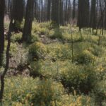 A fire in 2000 destroyed a ponderosa pine forest in the Black Hills of South Dakota. By 2001, a thick stand of Corydalis wildflowers grew under the dead trunks.