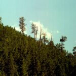 Most of these ponderosa pines are an even-aged stand that started growing after a fire during the 1930s. The fire had a few survivors which are, today, the tall pines that emerge from the even-aged stand. The tall trees are at least two centuries old. In the Black Hills of South Dakota.