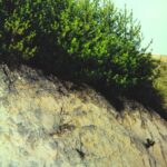 These bishop pine saplings (Pinus muricata) are growing on a thick deposit of diatomaceous earth (diatomite) in the Santa Ynez Mountains of California. It is perhaps because of this unusual soil that these pines are growing miles away from the center of their distribution. They started growing after a fire.