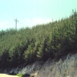 An even-aged stand of bishop pine trees (Pinus muricata) started growing after a fire eight years before the photo. Diatomite hills of the Santa Ynez Mountains, California.