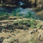 In a bend of a creek in Huntington, Indiana, boxelder seedlings (Acer negundo) are growing. Later they will form a boxelder forest, in which sugar maple seedlings will grow and produce their own forest.