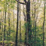 In this creekside forest in Huntington, Indiana, sugar maples grow up in the shade of the sycamore trees that were the original creekside forest.