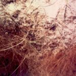 Roots of perennial grasses stabilize the sand dunes south of Lake Michigan. This is where Henry Chandler Cowles (University of Chicago) first studied primary succession.