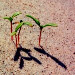 These Cakile maritima seedlings are growing in a dune very near Lake Michigan. They are small herbaceous plants in the mustard family. They can withstand unstable sand, heat, wind, drought, all of which they encounter when growing in sand that has not been stabilized by the roots and humus produced by larger plants.