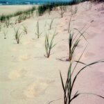 Grasses (Calamovilfa longifolia) sprout in straight lines in dunes south of Lake Michigan because they are connected by underground rhizomes and help to stabilize the dune, on which a forest will later grow.