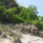 Roots of perennial grasses stabilize the sand dunes south of Lake Michigan, allowing the cherry bushes, pine trees, and eventually red oaks and basswood to grow on what was, about a century ago, sand dunes. This is where Henry Chandler Cowles (University of Chicago) first studied primary succession.