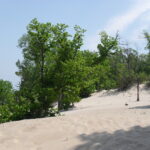 Blowouts occur in which the oak-basswood forest growing on the south shore of Lake Michigan on the former sand dune are destroyed and the original dune sand is exposed.