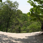 Blowouts occur in which the oak-basswood forest growing on the south shore of Lake Michigan on the former sand dune are destroyed and the original dune sand is exposed.