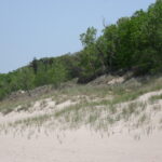 Stages of dune succession on the south shore of Lake Michigan. Grasses, connected together by underground rhizomes, stabilize the dunes. Then shrubs (such as sand cherry) and pines stabilize the dunes more and begin adding organic nutrients and humus. Eventually basswood and red oaks grow in the sand.
