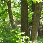 Full-sized basswood trees (Tilia americana) grow in a former sand dune south of Lake Michigan in Indiana. This forest was a dune about a century ago. During that century, plants grew in the sand, stabilized it, and added organic material to it that increased its ability to hold water and nutrients.