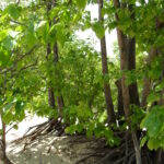 Full-sized basswood trees (Tilia americana) grow in a former sand dune south of Lake Michigan in Indiana. This forest was a dune about a century ago. During that century, plants grew in the sand, stabilized it, and added organic material to it that increased its ability to hold water and nutrients. The trees helped to stabilize the sand.
