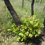 A black hickory (Carya texana) sapling resprouts soon after a fire has destroyed the aboveground post oak woodland in southern Oklahoma.