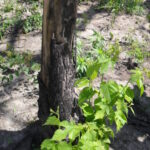 A white mulberry (Morus alba) sapling resprouts soon after a fire has destroyed the aboveground post oak woodland in southern Oklahoma.