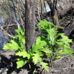 A red oak (Quercus rubra) sapling resprouts soon after a fire has destroyed the aboveground post oak woodland in southern Oklahoma.
