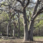 A cross-timbers forest (Quercus stellata) in southern Oklahoma is open after a fire has cleared away the underbrush.