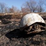 A fire in 2011 in a cross timbers (Quercus stellata) woodland in southern Oklahoma and killed most of the trees. Most of the animals got away, but not this turtle.
