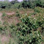 An open field in southern Oklahoma is invaded by persimmon (Diospyros virginiana) saplings. The persimmons take over the field rapidly because they are all connected by underground rhizomes.