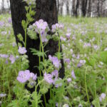 Phacelia strictiflora wildflowers grow in post oak (Quercus stellata) woodlands in southern Oklahoma. They are only abundant, however, after fires have killed the overstory trees. My research has shown that phacelia seeds require smoke chemicals dissolved in water in order to germinate.