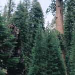 Giant sequoia seedlings (Sequoiadendron giganteum) grow underneath adult sequoia trees after a fire that destroyed an older sequoia tree (charred trunk on the left). Sequoias depend on fires and other disturbances for their seedlings to germinate. Sequoia National Park, California.